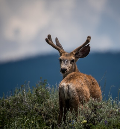 Rückblicke (junger Hirsch blickt über seine Schulter, Berglandschaft im Hintergrund)