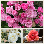 Die Rose - K&ouml;nigin der Blumen (Foto: Dorit Gork)