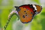 &ldquo;Von der Raupe zum Schmetterling - Gott ver&auml;ndert mein Leben!&rdquo; - Frauentreffen am 21.9. in Bad Elster und am 22.9. in Schilbach